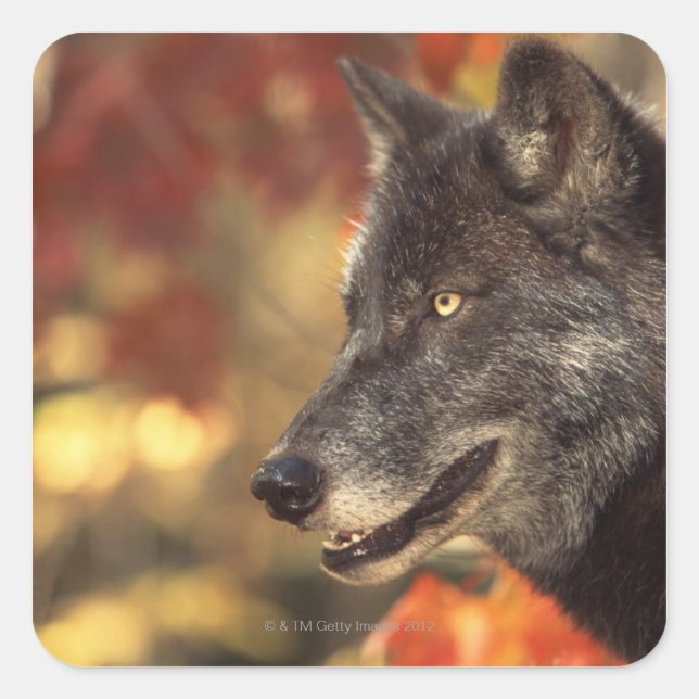 Pegatina Cuadrada Wolf en otoño (Anverso)