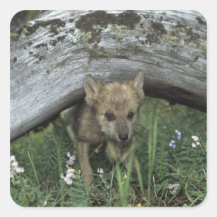 Pegatina Cuadrada Wolf Puppy Se Está Quedando En El Juego