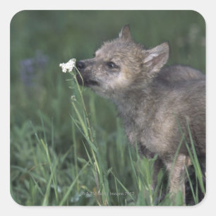 Pegatina Cuadrada Wolf Puppy Sniffing Mountain Wildflower
