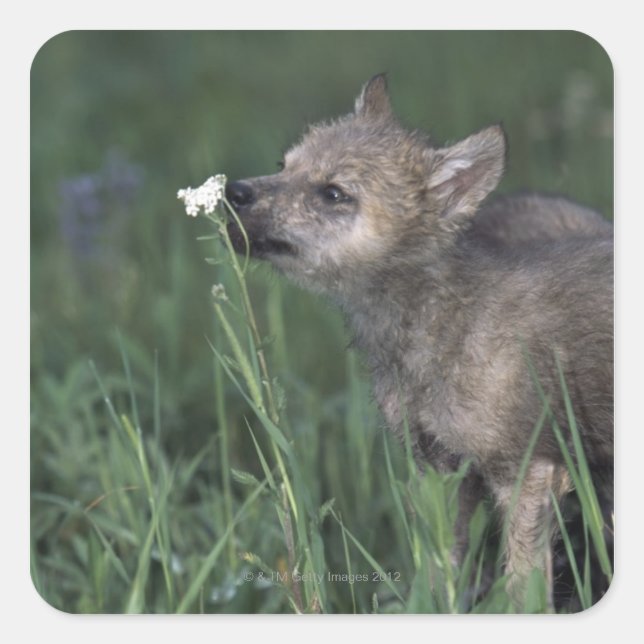 Pegatina Cuadrada Wolf Puppy Sniffing Mountain Wildflower (Anverso)