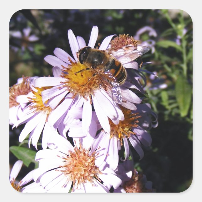 Pegatina Cuadrada Working Bee Daisies (Anverso)