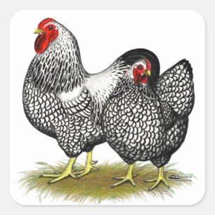 Pegatina Cuadrada Wyandotte: Par Plateado