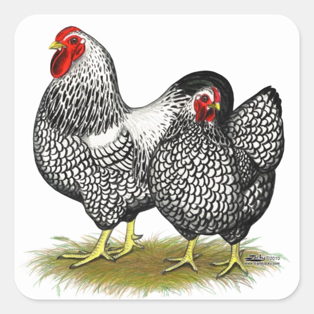 Pegatina Cuadrada Wyandotte: Par Plateado (Anverso)