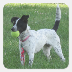 Pegatina Cuadrada Yahtzee El perro con Pegatinas de bolas