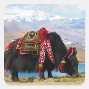 Pegatina Cuadrada Yak Bos Grunniens cerca del lago Yamdrok Tibet