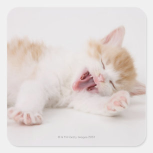 Pegatina Cuadrada Yawning Kitten en fondo blanco.
