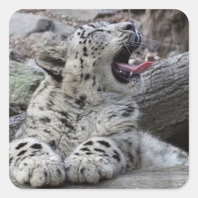 Pegatina Cuadrada Yawning Snow Leopard Cub (Anverso)