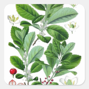 Pegatina Cuadrada Yerba Mate