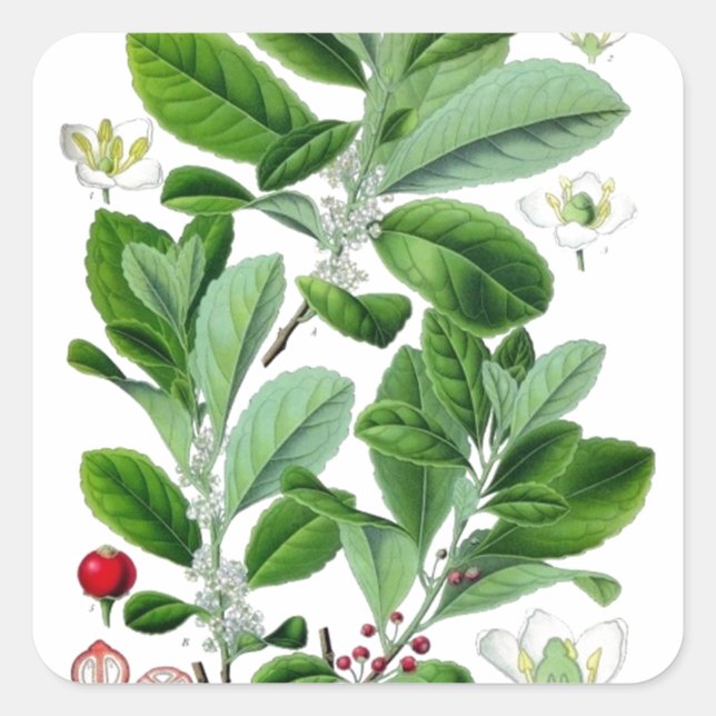 Pegatina Cuadrada Yerba Mate (Anverso)