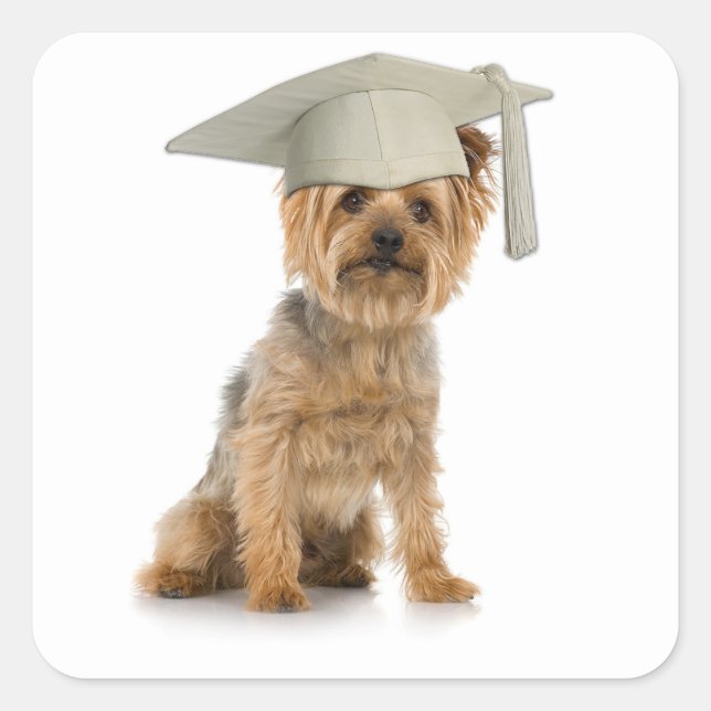 Pegatina Cuadrada Yorkie Dog con Gorra de graduación (Anverso)