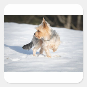 Pegatina Cuadrada yorkie en la nieve