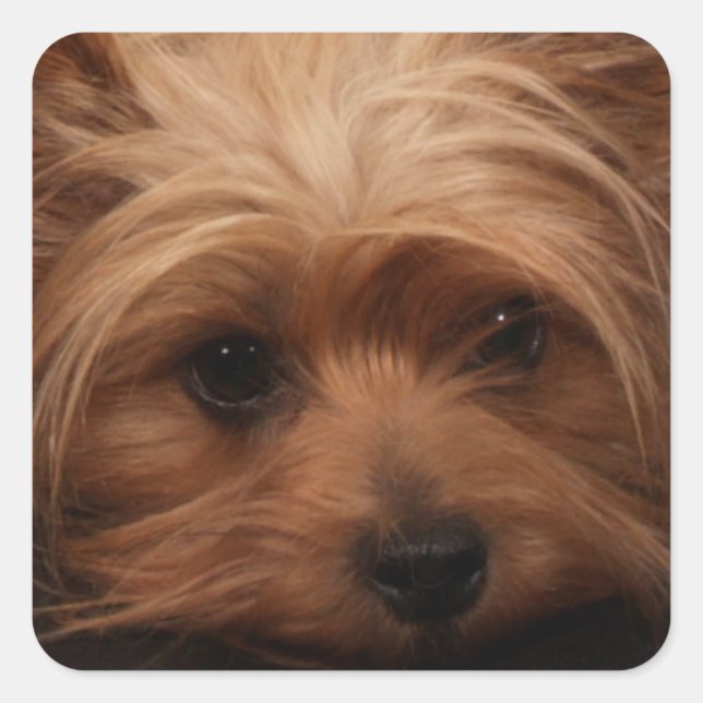 Pegatina Cuadrada Yorkie o Your Dog Picture (Anverso)