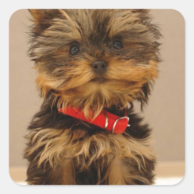 Pegatina Cuadrada Yorkie Products (Anverso)