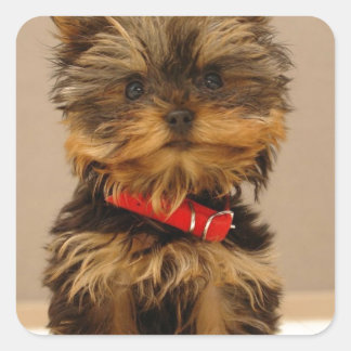 Pegatina Cuadrada Yorkie Products