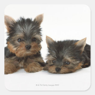 Pegatina Cuadrada Yorkshire Terrier