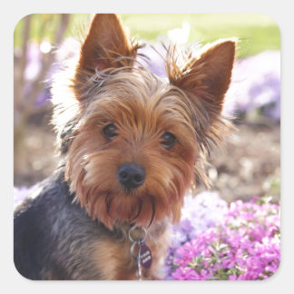 Pegatina Cuadrada Yorkshire Terrier