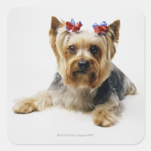 Pegatina Cuadrada Yorkshire terrier con arcos rojos
