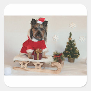 Pegatina Cuadrada yorkshire-terrier-on sled