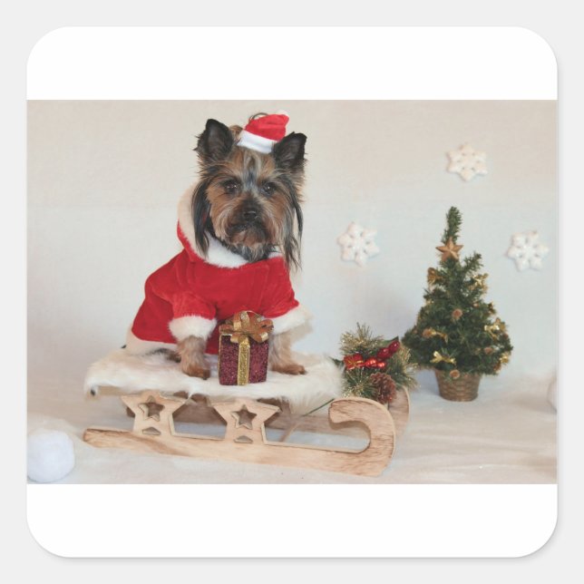 Pegatina Cuadrada yorkshire-terrier-on sled (Anverso)
