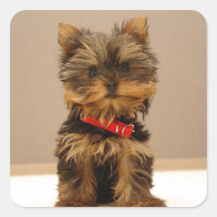 Pegatina Cuadrada Yorkshire Terrier Puppy