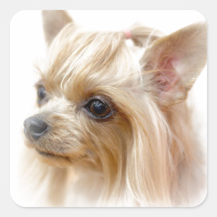 Pegatina Cuadrada Yorkshire Terrier Puppy