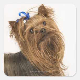 Pegatina Cuadrada Yorkshire Terrier / Yorkie. Animada raza de