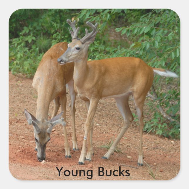 Pegatina Cuadrada Young Buck Whitetail Deer (Anverso)
