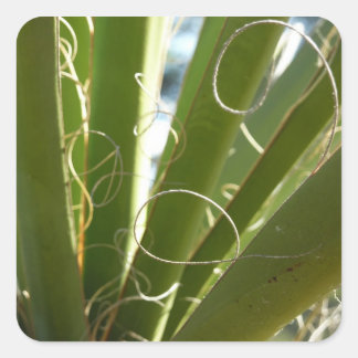 Pegatina Cuadrada Yucca deja fotografía verde de la naturaleza