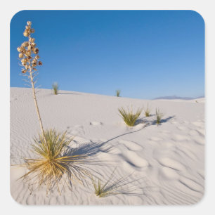 Pegatina Cuadrada Yucca Soaptree, sombra larga, dunas transversales