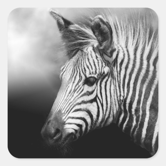 Pegatina Cuadrada Zebra Foal (Anverso)