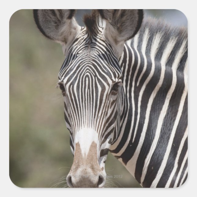 Pegatina Cuadrada Zebra, Kenya, África (Anverso)