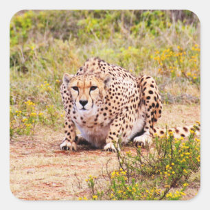 Pegatina Cuadrada Zimbabue engaña al Safari en la exposición de Pega
