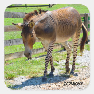 Pegatina Cuadrada Zonkey parte cebra y burro