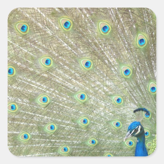 Pegatina Cuadrada Zoológico de Johannesburgo, Provincia de Gauteng,  (Anverso)