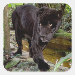 Pegatina Cuadrada Zoológico de la ciudad de Belice. Pantera negra