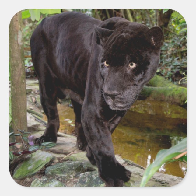Pegatina Cuadrada Zoológico de la ciudad de Belice. Pantera negra (Anverso)