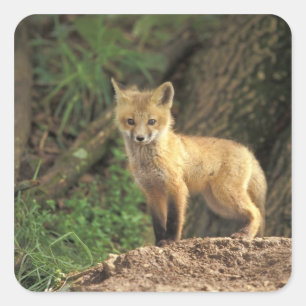 Pegatina Cuadrada Zorrito rojo delante de madriguera (Vulpes vulpes)