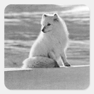 Pegatina Cuadrada Zorro ártico de Alaska USA vintage 1970