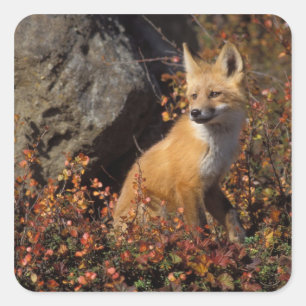 Pegatina Cuadrada zorro rojo, Vulpes vulpes
