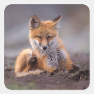 Pegatina Cuadrada zorro rojo, Vulpes vulpes, cachorro rascándose,
