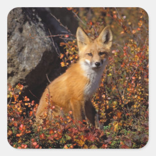 Pegatina Cuadrada zorro rojo, Vulpes vulpes, en colores de otoño a l