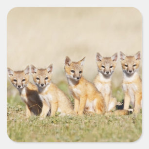 Pegatina Cuadrada Zorro veloz (Vulpes macrotis) joven en madriguera,