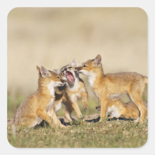 Pegatina Cuadrada Zorro veloz (Vulpes macrotis) joven en madriguera,