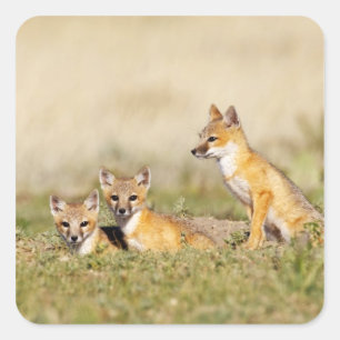 Pegatina Cuadrada Zorro veloz (Vulpes macrotis) joven en madriguera,