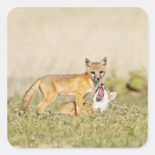 Pegatina Cuadrada Zorro veloz (Vulpes macrotis) joven en madriguera,