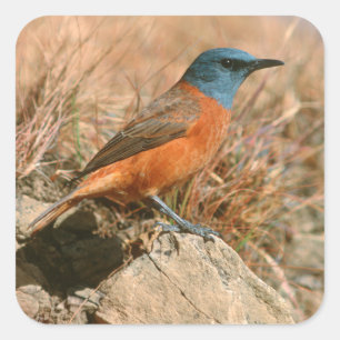 Pegatina Cuadrada Zorzal de roca hembra (Monticola Rupestris)
