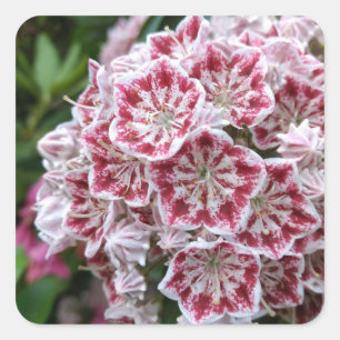 Pegatina cuadrado con laurel de montaña rosa y bla