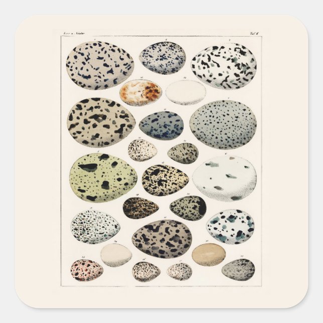 PEGATINA CUADRADO CON VINTACIÓN "HUEVOS DE AVES" G (Anverso)