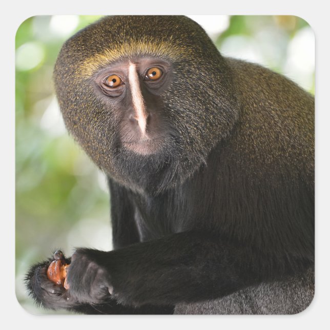 Pegatina cuadrado de postal de mono con cara de bú (Anverso)