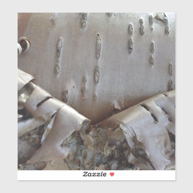 Pegatina Curly Birch Bark Tree Rustic (Hoja)